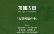 你也可以有一棵自己的古茶树