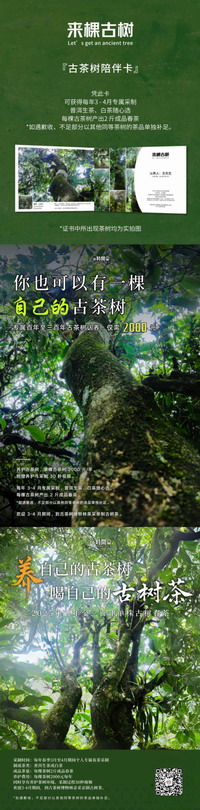 来棵古茶树.jpg